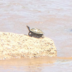 Graptemys ouachitensis