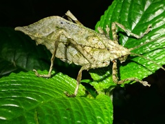 Typophyllum spurioculis