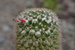 Mammillaria voburnensis