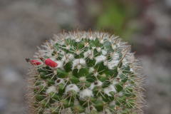 Mammillaria voburnensis
