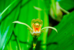 Coelogyne lycastoides