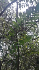 Chamaedorea linearis