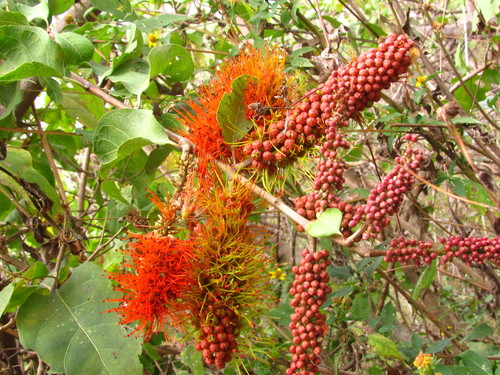 Combretum farinosum