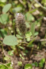 Uraria lagopodioides