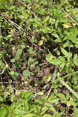 Uraria lagopodioides