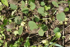 Uraria lagopodioides