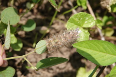 Uraria lagopodioides