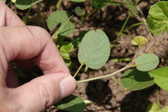 Uraria lagopodioides