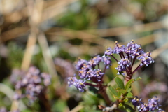 Ceanothus pumilus