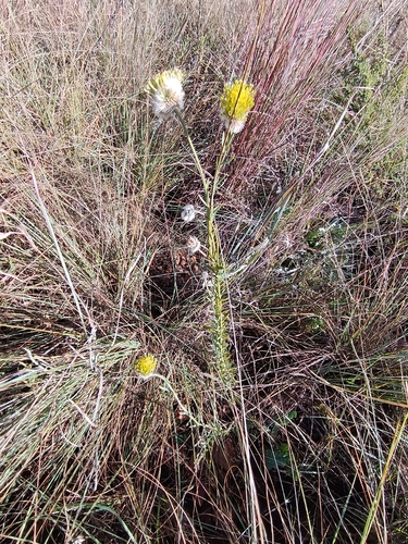 Hairy Curryflower (Lasiosiphon sericocephalus)