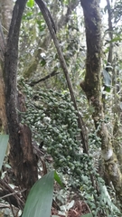 Chamaedorea linearis