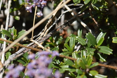 Ceanothus pumilus
