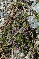 Ceanothus pumilus