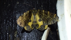 Pantherodes pardalaria