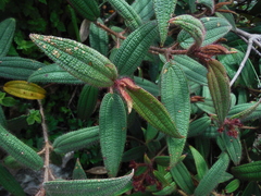 Miconia angustilamina