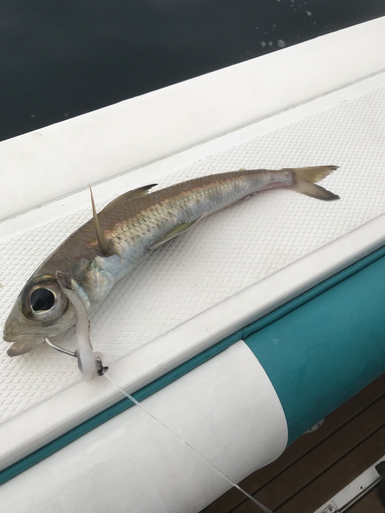 Cucumberfish