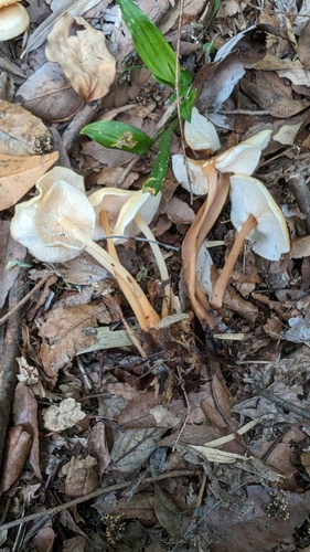 Gymnopus subsulphureus