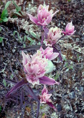 Castilleja raupii