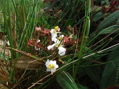 Miconia angustilamina