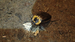 Oxelytrum discicolle