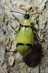 Diabrotica arcuata