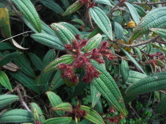 Miconia angustilamina