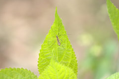 Prionolabis rufibasis