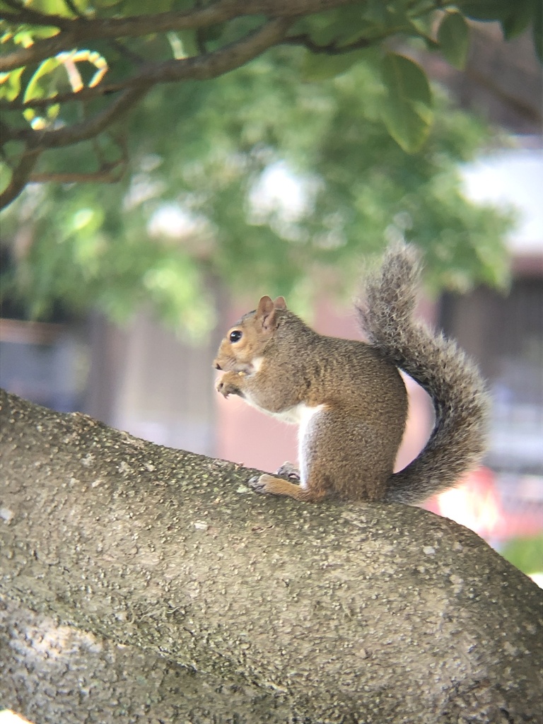 Everglade Gray Squirrel