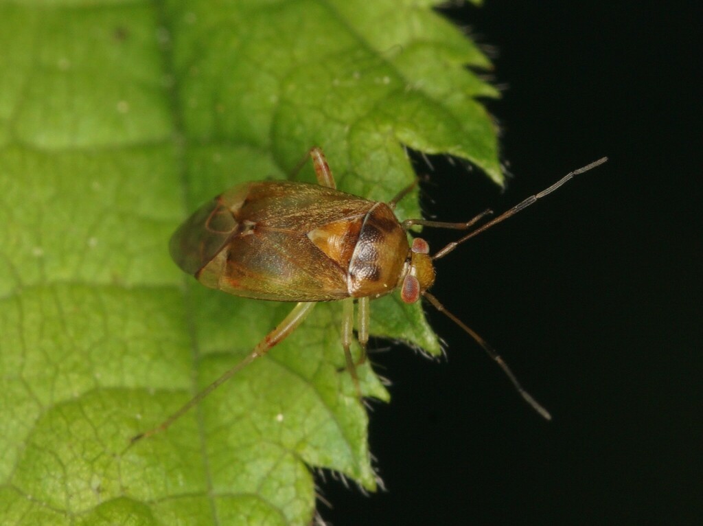 Apolygus rhamnicola