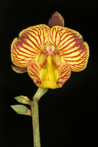 Falsepea Harlequin (Eulophia friderici)