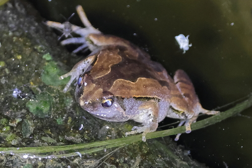 Okinawa Narrow-Mouthed Toad, Microhyla okinavensis