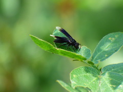 Parachartergus apicalis
