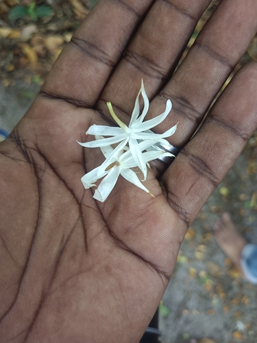 Image of Jasminum multipartitum by (c) renjus box, some rights reserved (CC BY)