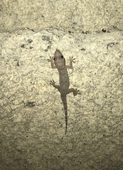 Hemidactylus mabouia