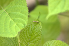 Prionolabis rufibasis