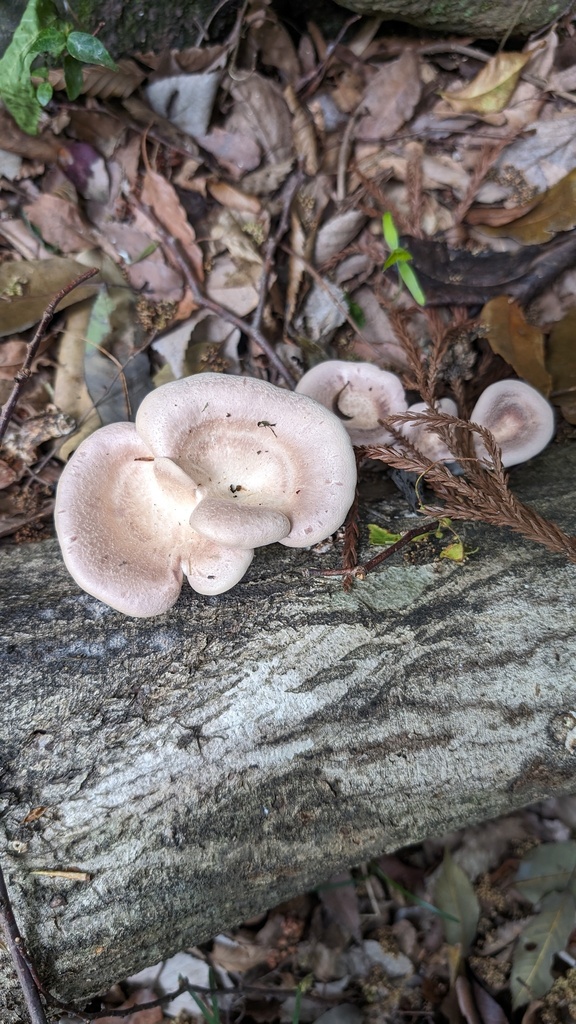 Panus conchatus · April 2024 · photo: © atsushi_nakajima_cirque (iNaturalist, cc-by)