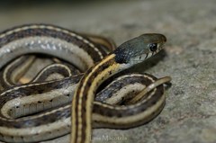Thamnophis cyrtopsis collaris