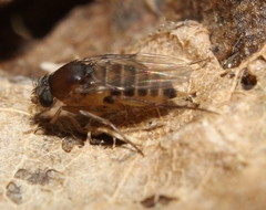 Megaselia