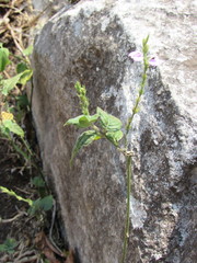 Justicia breviflora