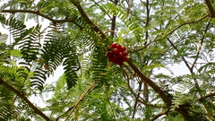 Prosopis juliflora