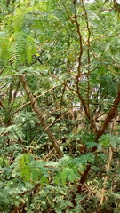 Prosopis juliflora