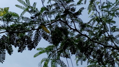 Prosopis juliflora