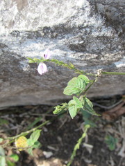 Justicia breviflora