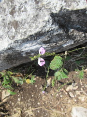 Justicia breviflora