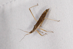 Pygolampis pectoralis