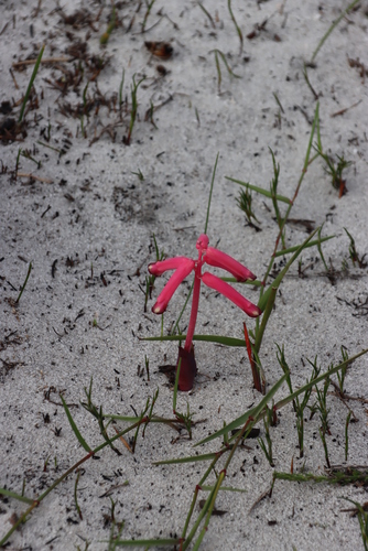 Image of Lachenalia punctata by (c) Tony Rebelo, some rights reserved (CC BY-SA)