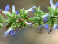 Salvia xalapensis