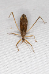 Pygolampis pectoralis