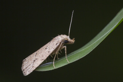 Luceria oculalis