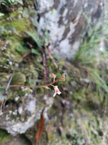 Gloxinia erinoides, photograph 5